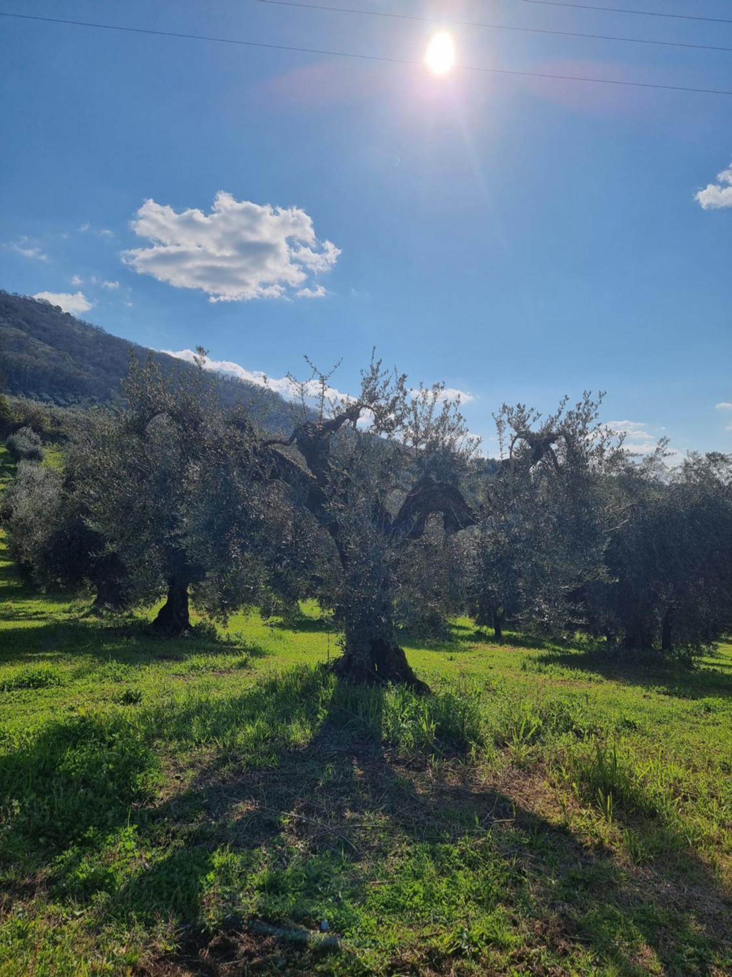 Casale Dei Priori Bed & Breakfast Rocca Massima Dış mekan fotoğraf